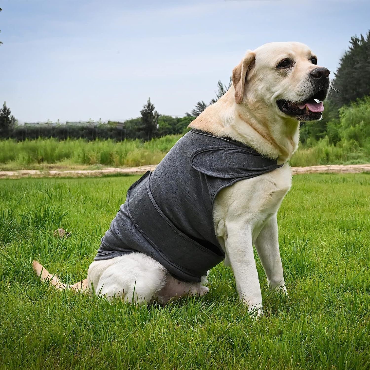 Brown Labrador retriever sitting on grass wearing grey CalmWrap calming anxiety vest — natural outdoor scene