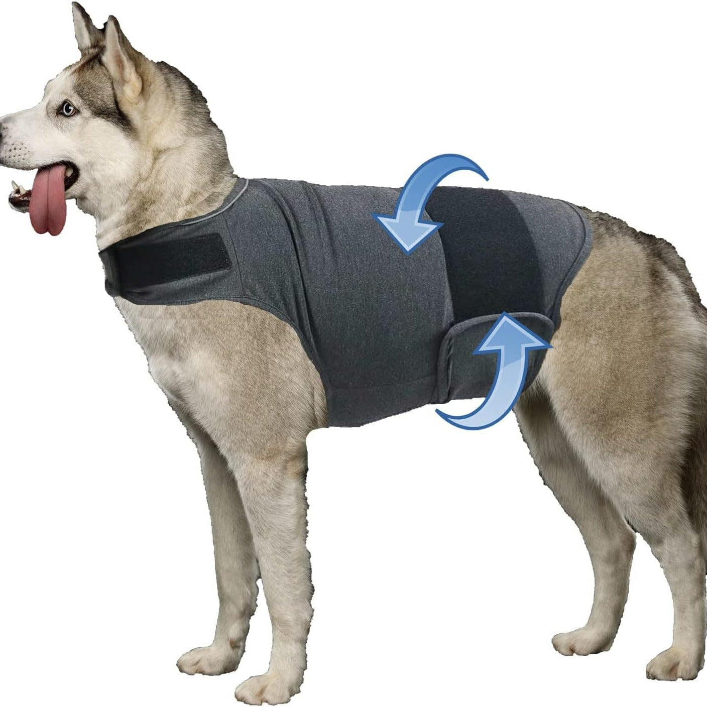 Husky standing on white background wearing grey CalmWrap calming vest — full body fit reference