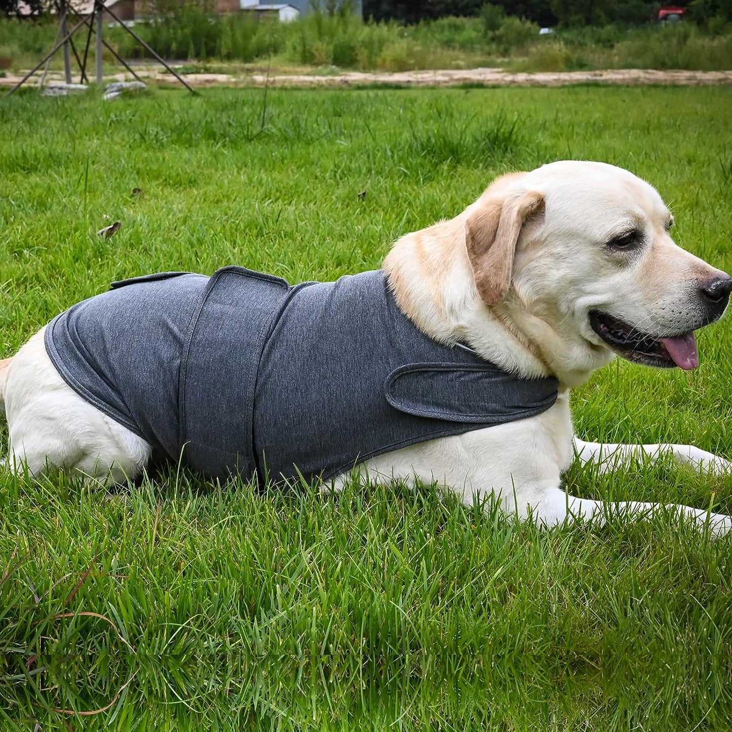 Brown Labrador retriever lying on grass wearing grey CalmWrap calming vest — relaxed posture, drug-free anxiety relief
