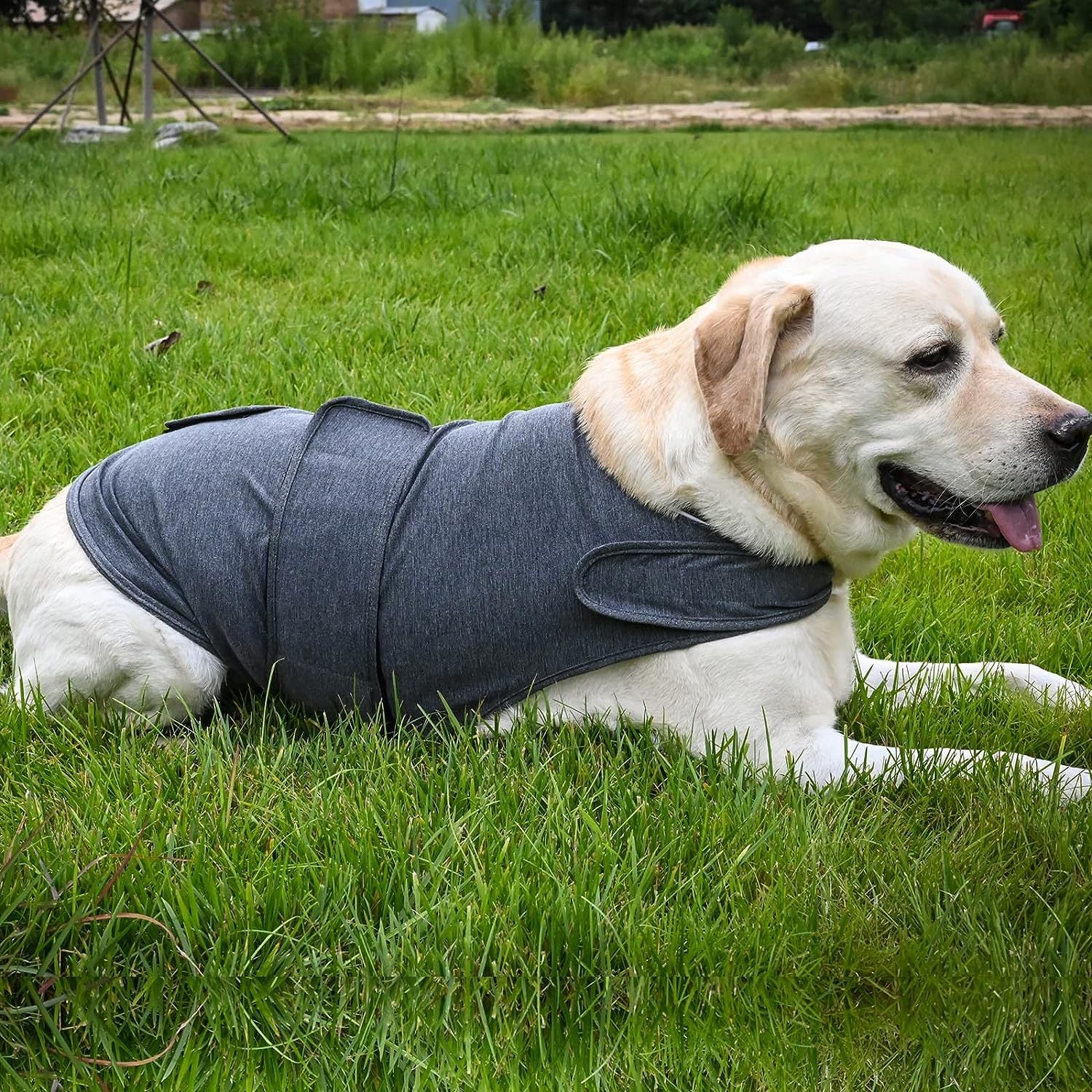 Brown Labrador retriever lying on grass wearing grey CalmWrap calming vest — relaxed posture, drug-free anxiety relief