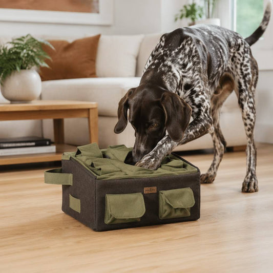 Dog pawing and digging at CalmPetly Dig Box on living room floor — natural instinct redirected for indoor mental enrichment